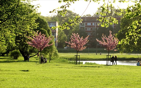 295-Парк Сакуры